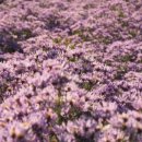 장수황씨종택 이미지