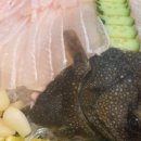 사천회집