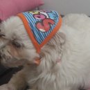 모찌오