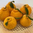 서귀포가정행복상담소 | 제주 꼬마 서귀포 한라봉 10kg 가정용 이용후기