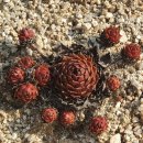 정선 휴 펜션 이미지