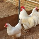 조은농장 이미지