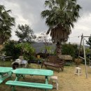 야자수 펜션 민박 이미지