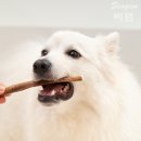 우리네강아지