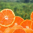 참좋은몰 이미지