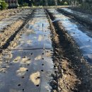 주초농장 이미지