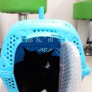 리옹동물병원 이미지