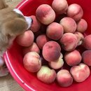 임마누엘농장 이미지