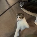 강아지세상 | [광교/수원 이색데이트] 아이와 가기좋은 고양이 카페, 광교 미야오에서 제대로 힐링한 후기 (주차