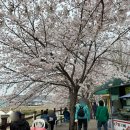 안양 벚꽃명소 충훈부 벚꽃축제🌸 충훈벚꽃매점 라면까지 먹고온 후기