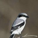 LOGGERHEAD SHRIKE 이미지