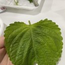 137기보대대 마트 | 진정하세요!