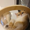 시바냥