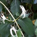 위례사랑길 이미지