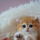 양주고양이분양 모나미네코 옥정신도시점 이미지