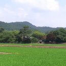 충재유물관 | 청암정 돌다리_ 한국의 전통 다리를 찾아서