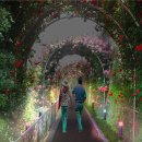 장미의거리10 이미지