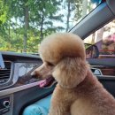 축복 펫살롱 이미지