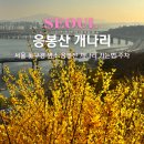 개나리길 | 응봉산 개나리 실시간 개화 현황 주차 포토존 서울 꽃구경 덕후의 총정리