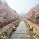 시민의숲산책로1-11 | 양재천 벚꽃 축제 실시간 양재 시민의숲 서울 벚꽃 명소