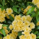 달빛소풍 | 부산 목향장미 아무도 모르는 숨은 포인트 F1963 달빛가든 봄꽃 정원