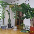 몽키바나나 이미지