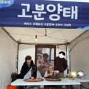 고분양태 이미지