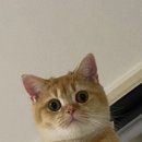 견생냥품무인24시김포