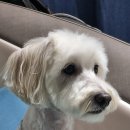 멍블멍블 이미지