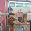더도그맘