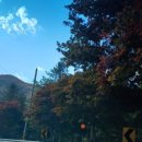 밤머리재홍단풍거리 이미지