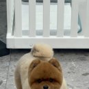 동글동글 애견미용실 이미지