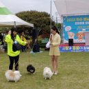 펫스티벌 이미지