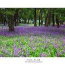 솔밭공원1 이미지