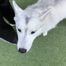 경기도 수원시 팔달구 효원로219번길 48 (인계동) | 수원시청역 인계동 알코롬한 쭈꾸미 맛 집 추천 : 신스쭈꾸미 수원인계본점