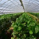 김영수농장 이미지