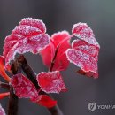 비밀의 정원에 서리가 내리면 이미지