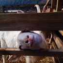 길산농장 이미지