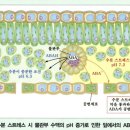 공변세포에서 앱시스산 흡수 이미지