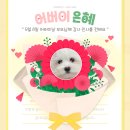댕스럽개 | [은평애견유치원 댕스럽개] 감사의 어버이날(#1)