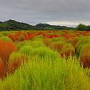 임진강 댑싸리 공원(2024.9.16)1부. 이미지