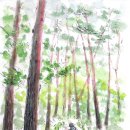 소나무숲 이미지