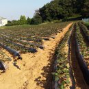 효정농장 이미지