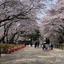 SK인천석유화학(42768) | [후기] SK인천석유화학 벚꽃 축제, 작년 행사 알바생이 알려주는 명당과 주의사항