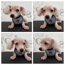 호빵펫살롱 이미지