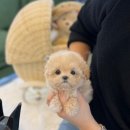 광주강아지분양 고양이분양 24시 데려가개본점 | 광주에서 건강한 강아지 &amp; 고양이를 만나고 싶다면? 광주강아지분양 고양이분양 24시 데려가개본점