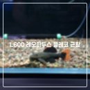 파두스 이미지