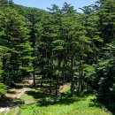 삼척활기치유의숲