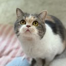 우리고양이 이미지