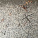 이십사-십일 이미지
